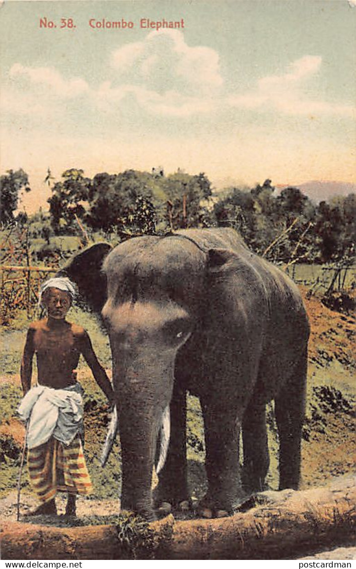 Sri Lanka - Colombo Elephant - Publ. S.D.H.M. Sadoon 38 - Sri Lanka (Ceylon)