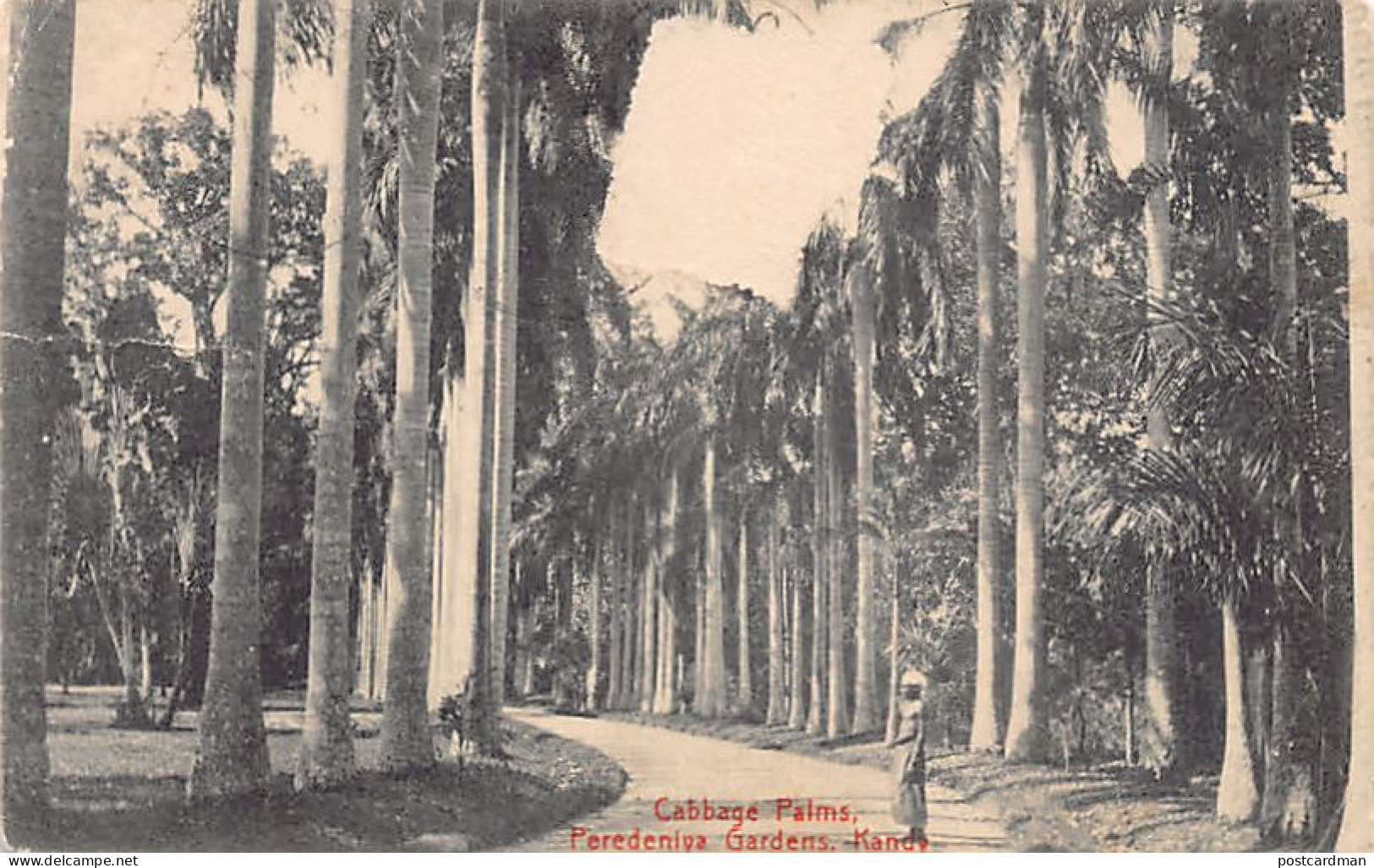 Sri Lanka - KANDY - Cabbage Palms, Feredeniya Gardens - Publ. Plâté & Co.  - Sri Lanka (Ceylon)