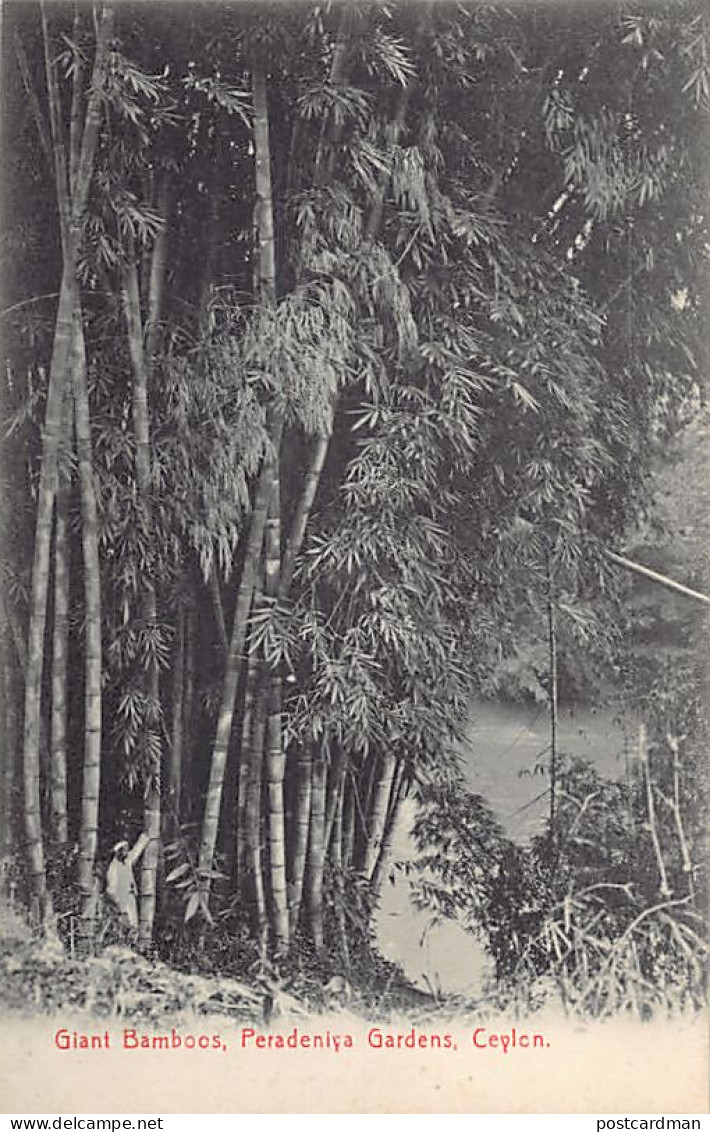 Sri Lanka - KANDY - Giant Bamboos, Peradeniya Gardens - Publ. Plâté & Co.  - Sri Lanka (Ceylon)