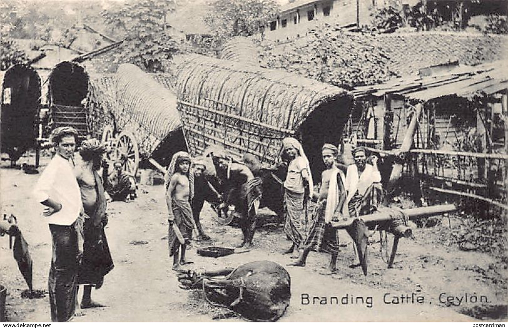 Sri Lanka - Branding Cattle - Publ. The Colombo Apothecaries 5 77 - Sri Lanka (Ceylon)