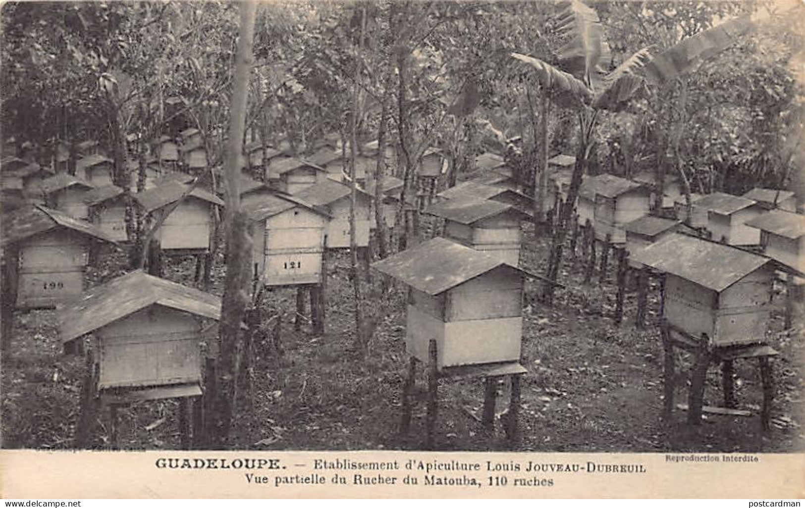 Guadeloupe - Rucher Du Matouba - Ets. D'Apiculture Louis Jouveau-Dubreuil, Vue Partielle - Ed. Catan  - Other & Unclassified