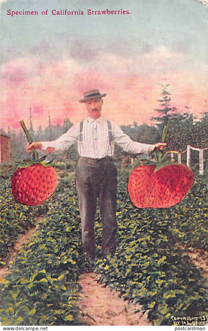 Specimen Of California Strawberries - Spécimen De Fraises De Californie - Altri & Non Classificati