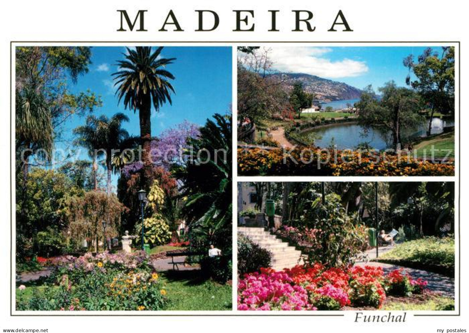 73070229 Madeira Funchal Madeira - Otros & Sin Clasificación
