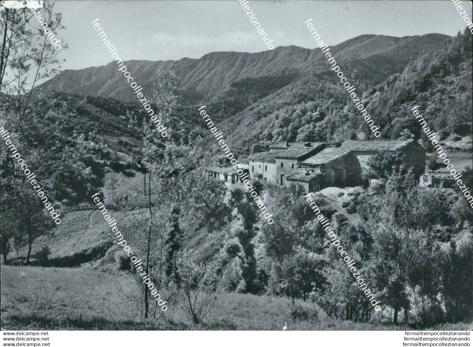 Bm201 Cartolina Castagnoli Nello Sfondo Della Foresta - Trento