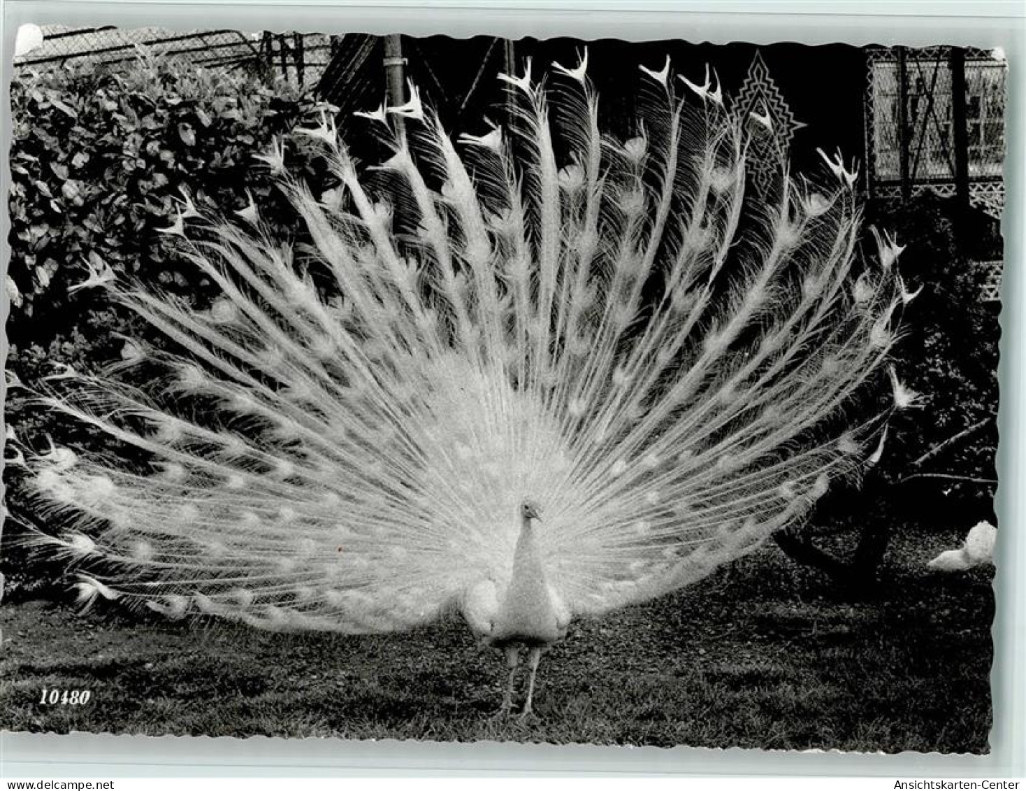 10113808 - Voegel Weisser Pfau - Andere & Zonder Classificatie