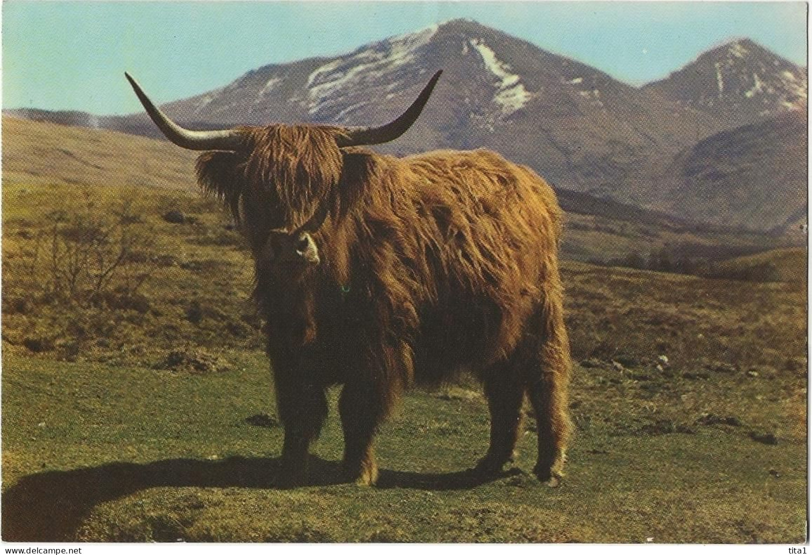 112 - Highland Cow. Native Breed Of Cattle Of The Highlands Of Scotland - Other & Unclassified