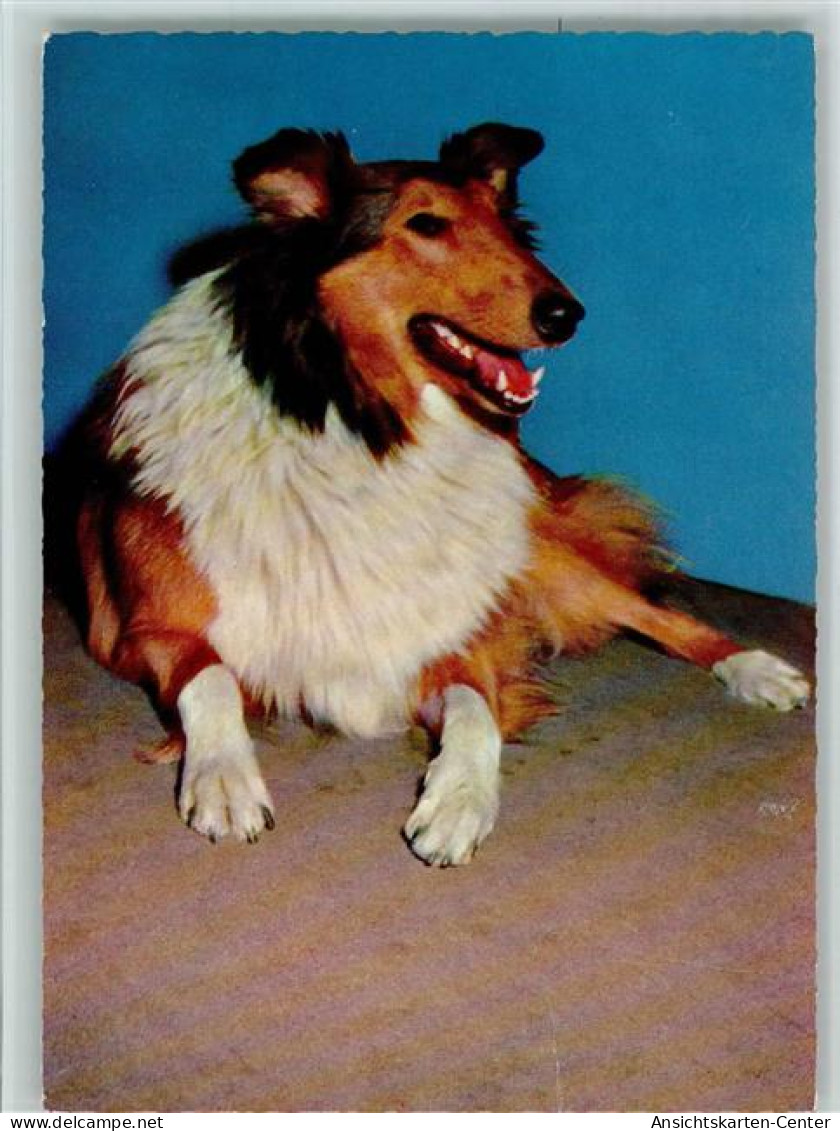 12093408 - Hunde  Collie Ca 1965 AK - Dogs