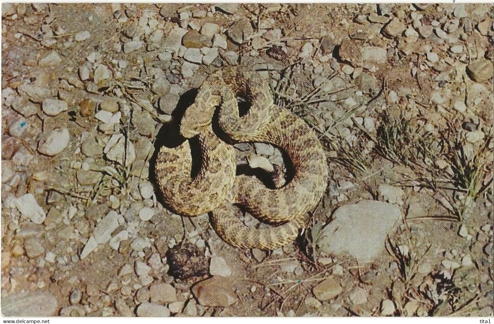 116 - The Rattle Snake - Common To A Large Part Of The United States - Other & Unclassified