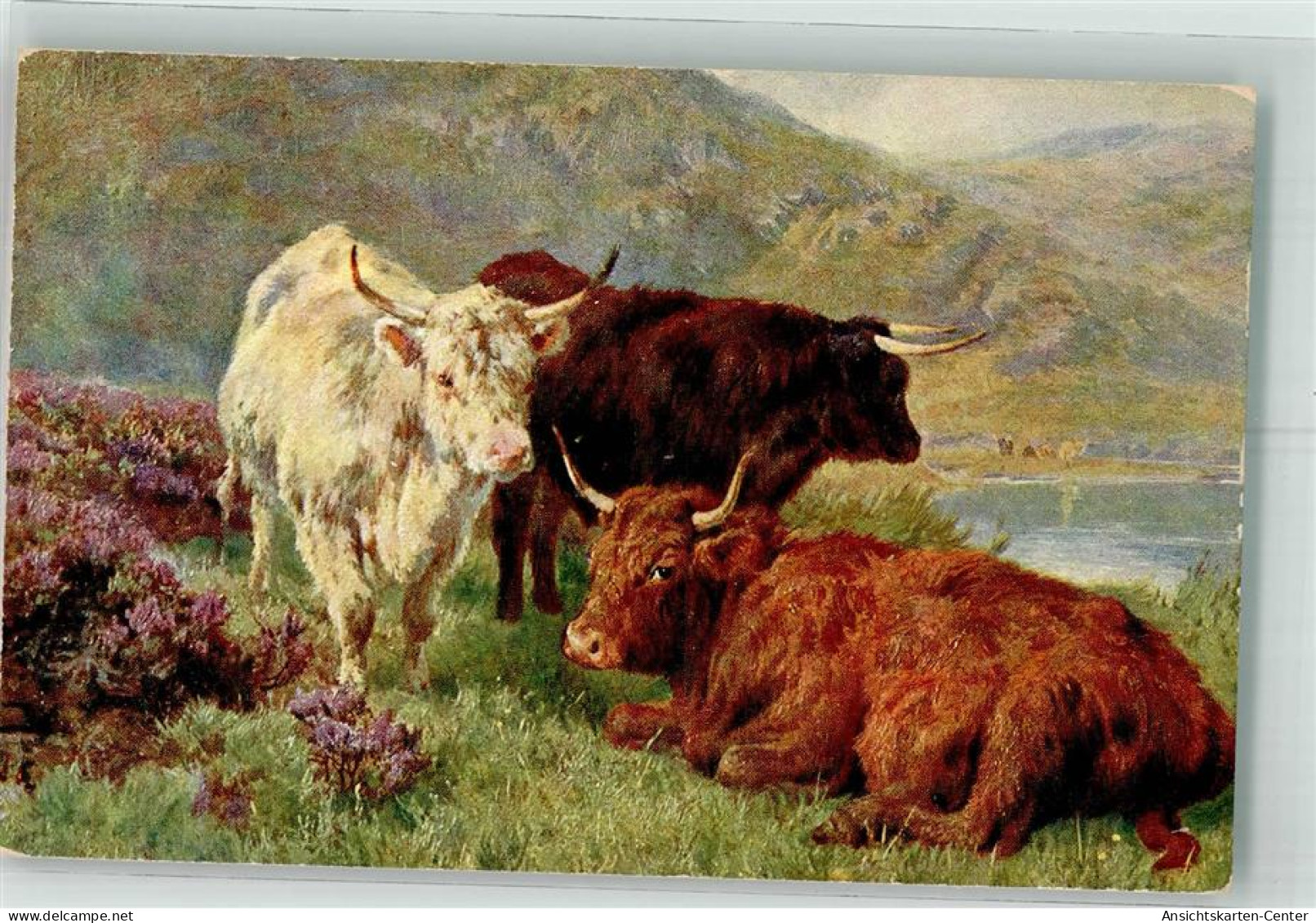 39748508 - Galloway T.S.N. Serie 689 - Cows