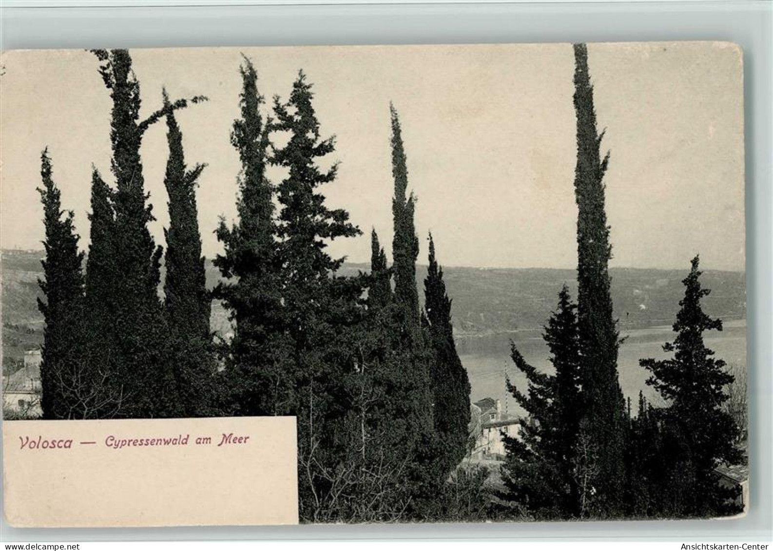 11016508 - Valosca - Cypressenwald  Am Meer  Ca 1905 - Kroatien