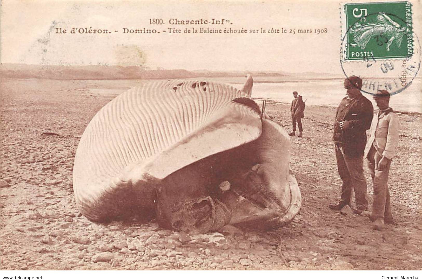 ILE D'OLERON - Domino - Tête De La Baleine échouée Sur La Côte Le 25 Mars 1908 - Très Bon état - Ile D'Oléron