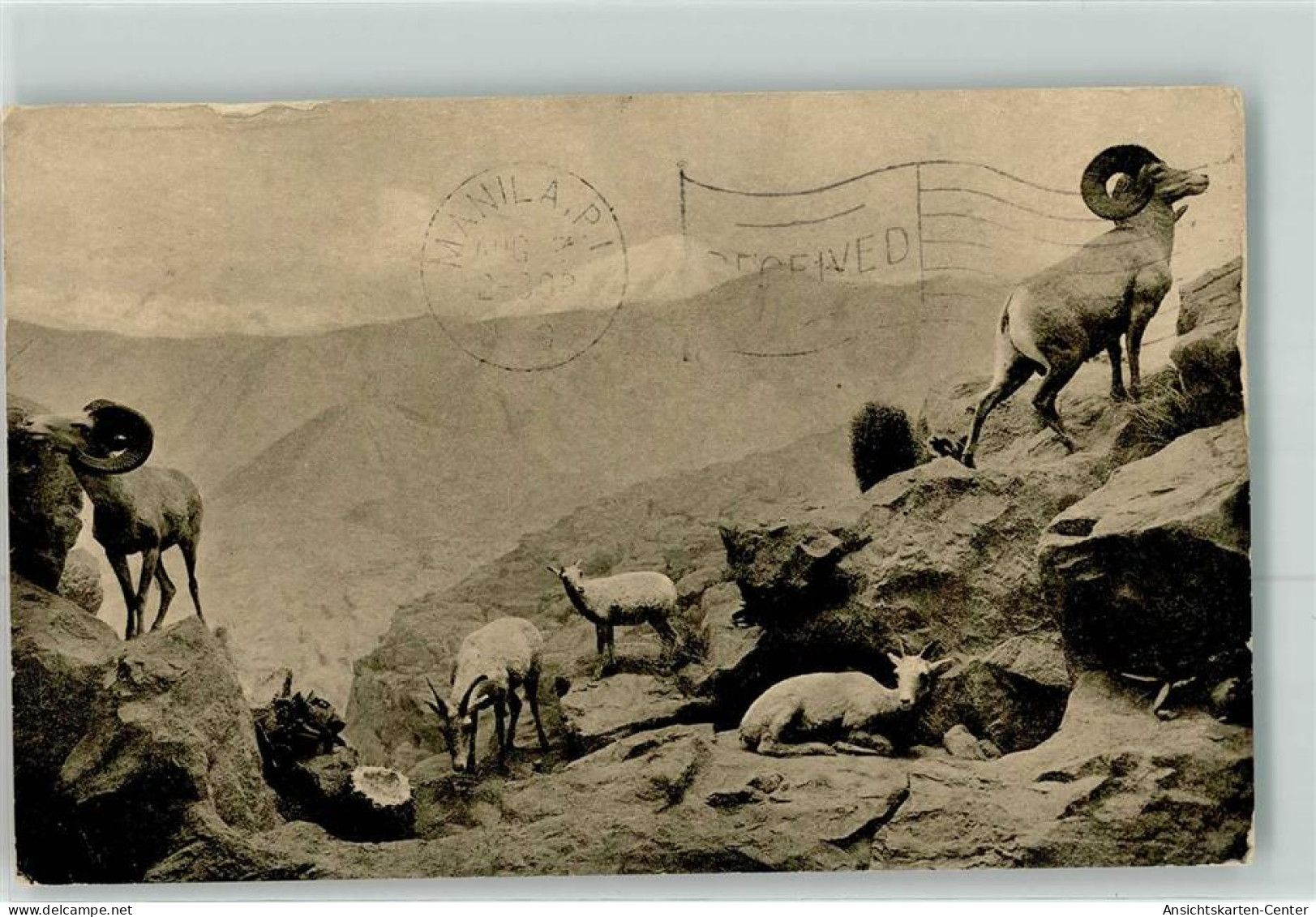 39425508 - Desert Mountain Sheep Group - Andere & Zonder Classificatie