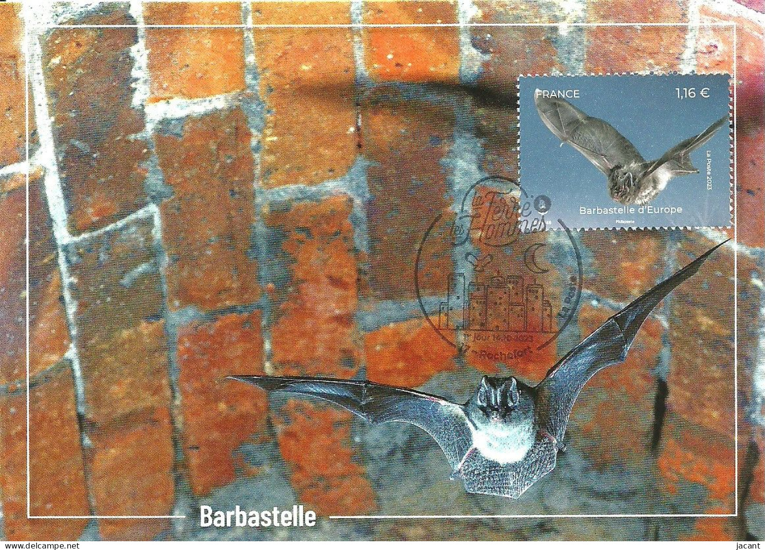 30848 - Carte Maximum - France - Barbastelle D'Europe - Barbastella Barbastellus - Morcego Negro - Barbastelle Bat - 2020-…