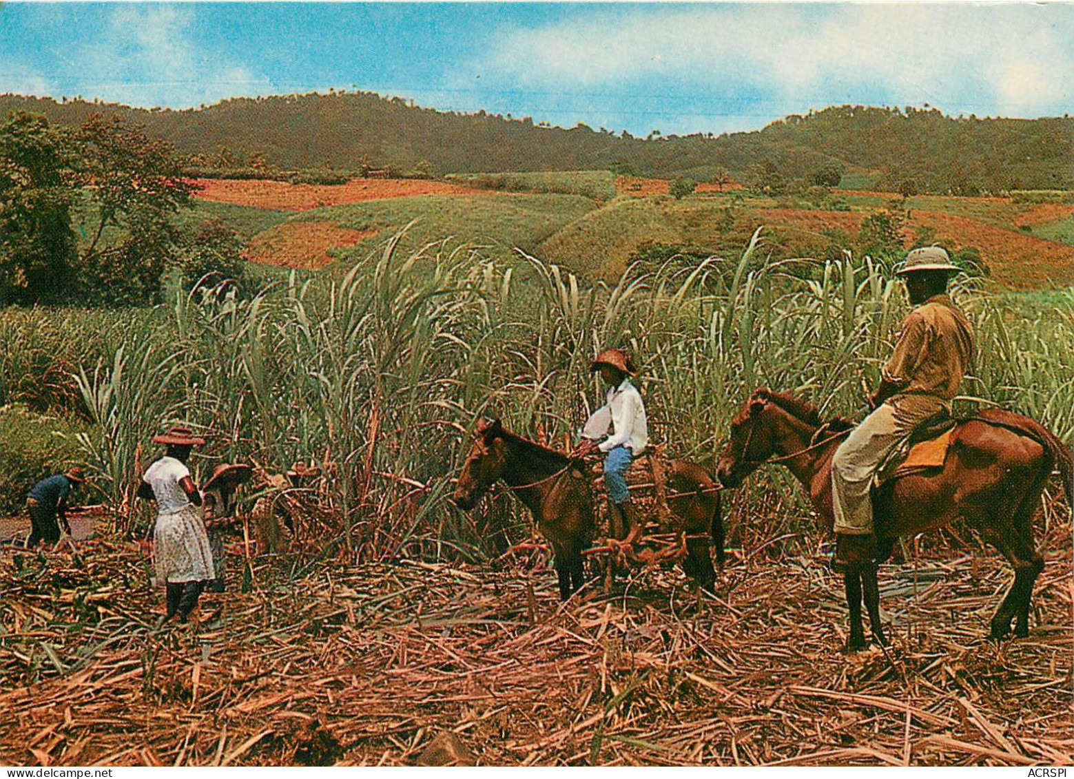 MARTINIQUE   Recolte De La Canne A Sucre ( Recto-verso) Ref 1007 - La Trinite