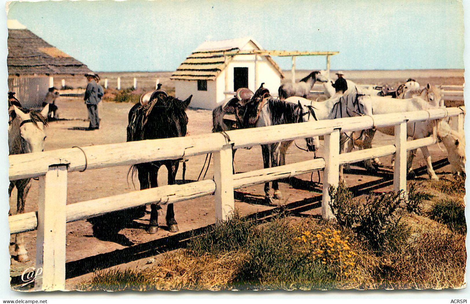 AIGUE MORTE La Camargue Un RANCH CAMARGUAIS  (scan Recto-verso) Ref 1093 - Aigues-Mortes