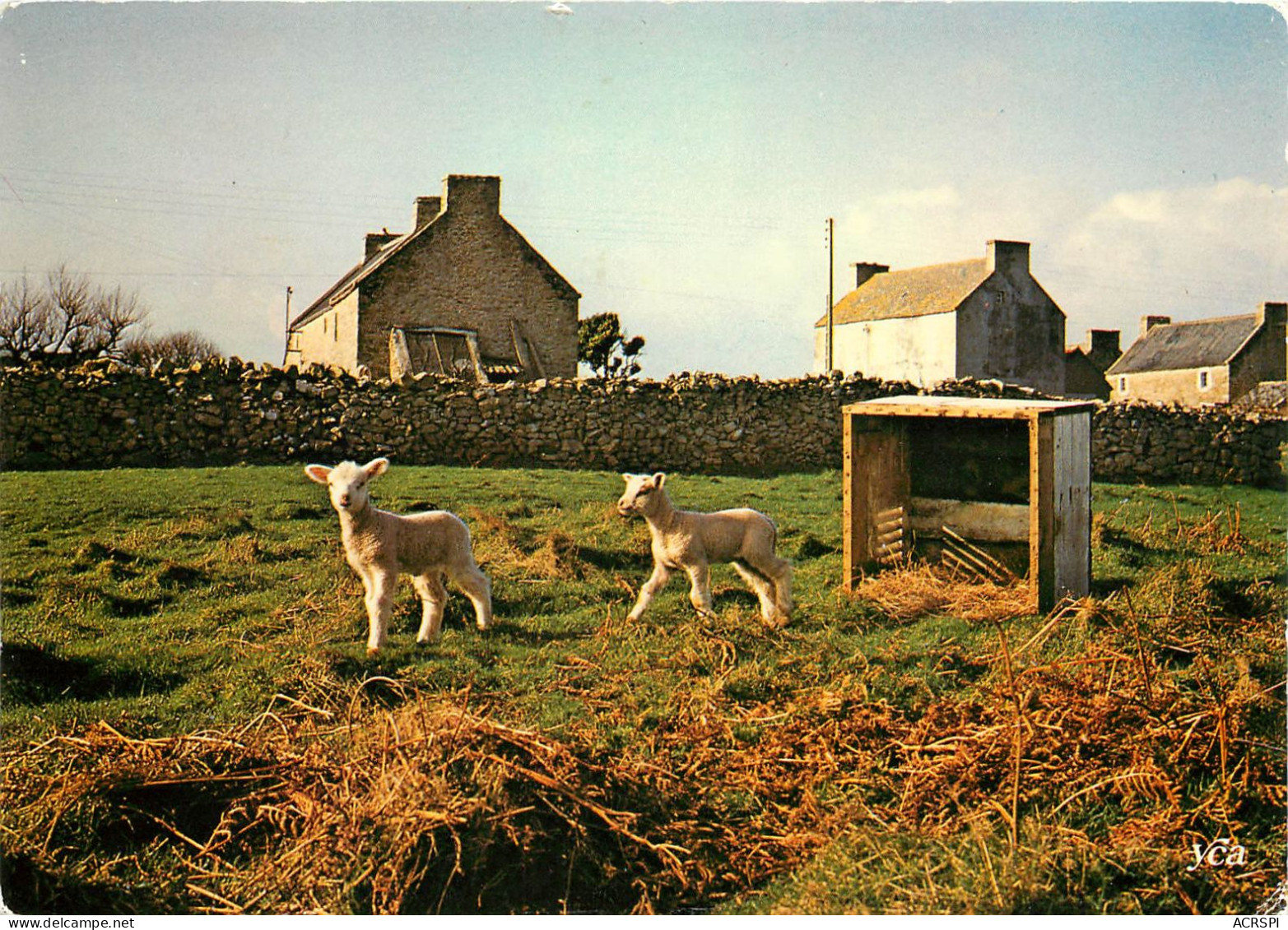 29 Ile D'OUESSANT Les Moutons Dans Le Jardin (scan Recto-verso) Ref 1091 - Ouessant
