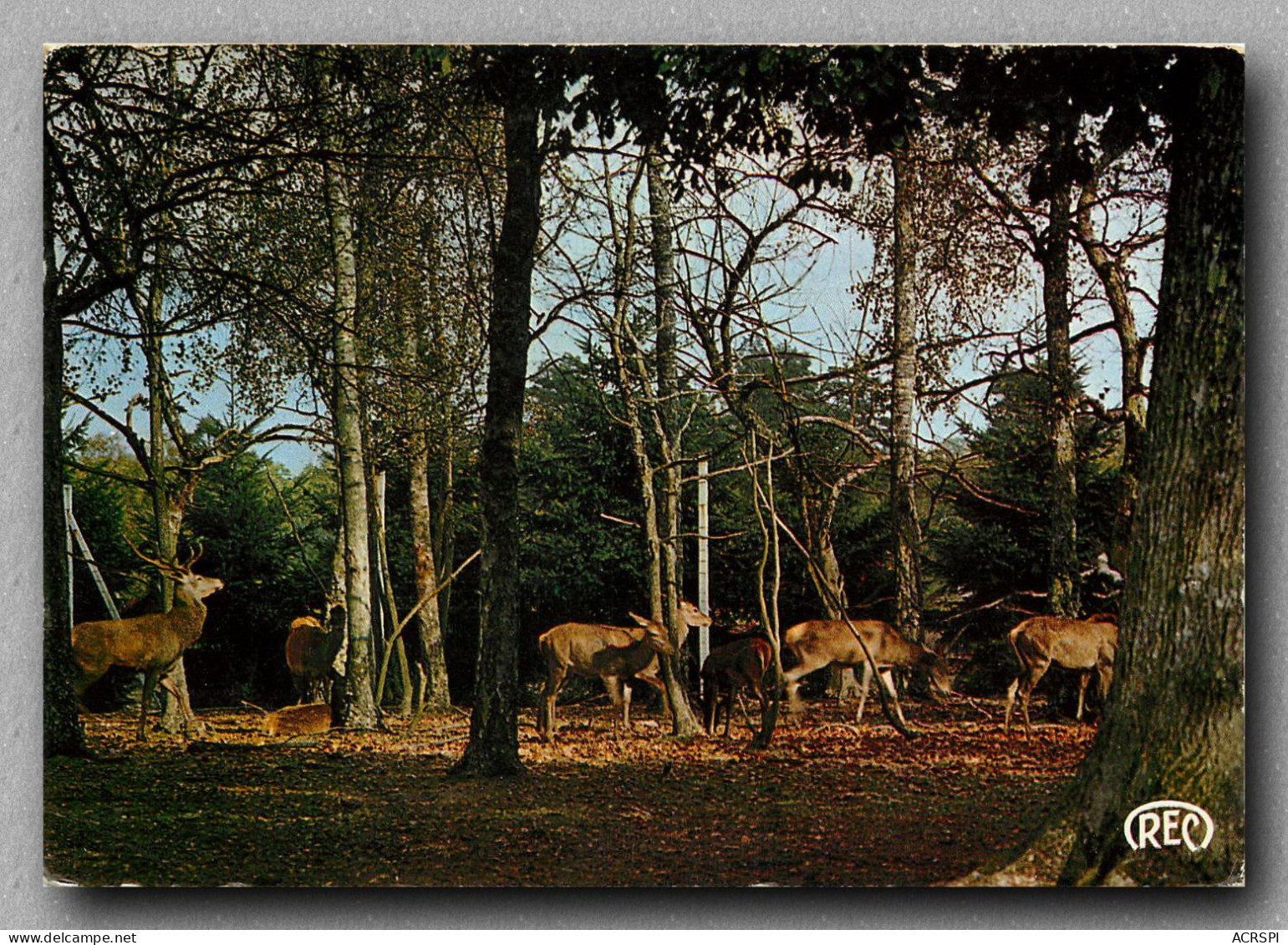 Cerfs En Foret De Sologne Aux Environs De BOURGES  (scan Recto-verso) Ref 1081 - Bourges