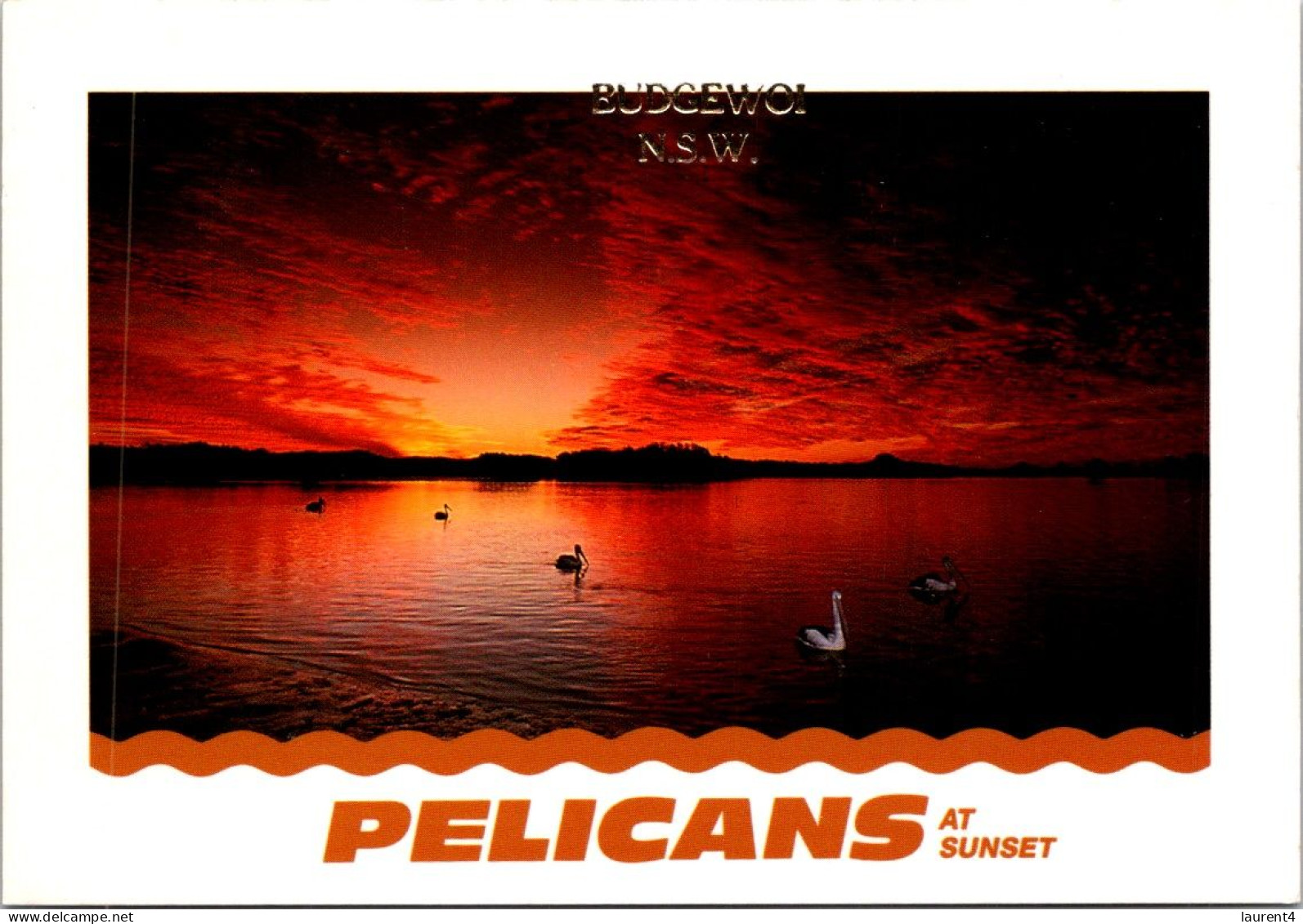 10-5-2024 (4 Z 36) Australia - NSW - Pelican In Budgewoi (posted With Animal Stamp 1993) - Oiseaux