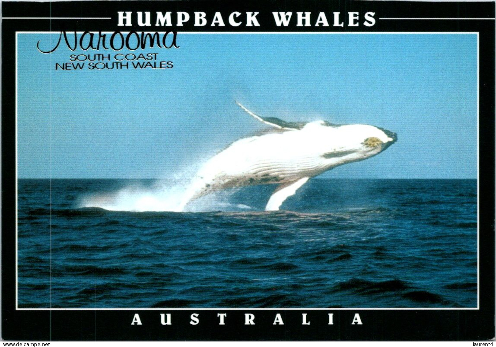 10-5-2024 (4 Z 36) Australia - NSW - Narooma  Whale Breaching (posted With Radio Music Stamp In 1998) - Fische Und Schaltiere