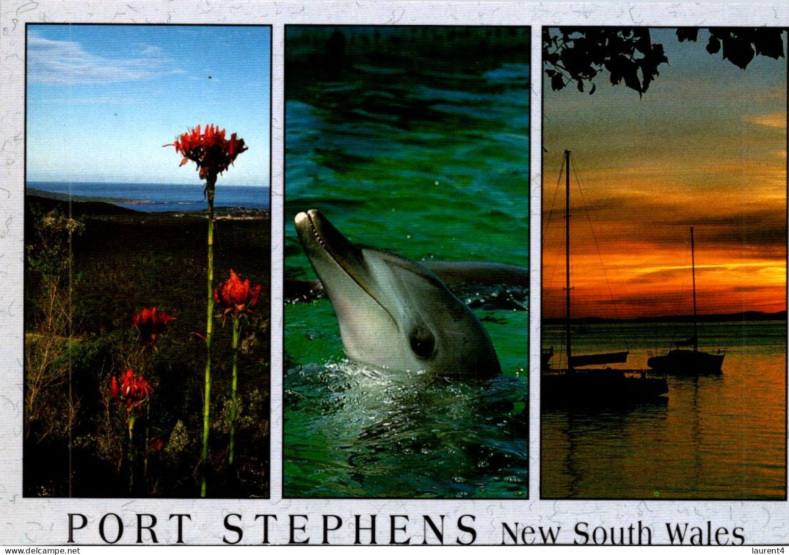 10-5-2024 (4 Z 36) Australia - NSW - Port Stephens & Dolphin (posted With Rose Stamp In 1997) - Dauphins