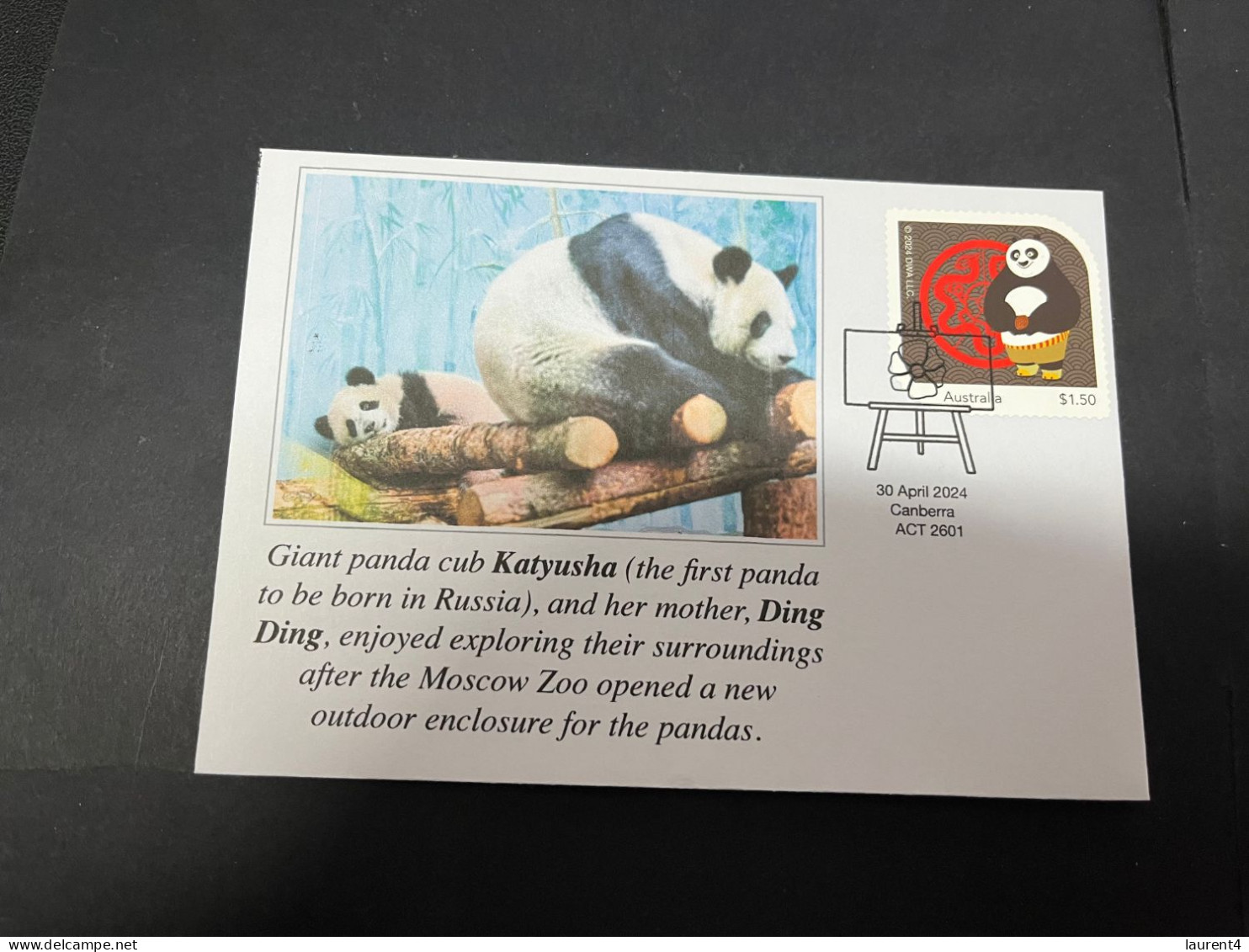 10-5-2024 (4 Z 37) Russia - Giant Panda (for Katyusha & Ding Ding) Outdoor Enclosure Open At Moscow Zoo (with Kung Fu) - Osos