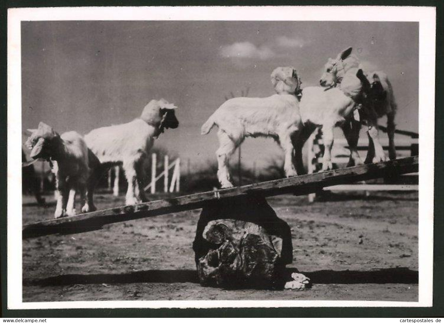 Fotografie Fünf Zicklein Auf Wippe  - Andere & Zonder Classificatie