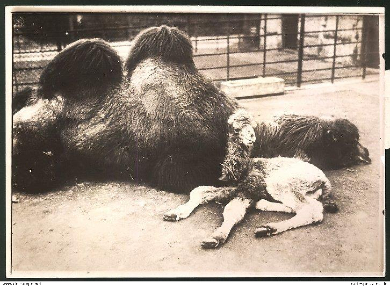 Fotografie Ansicht Amsterdam, Kamelmutter Mit Ihrem Neugeborenen Im Zoologischen Garten  - Lugares