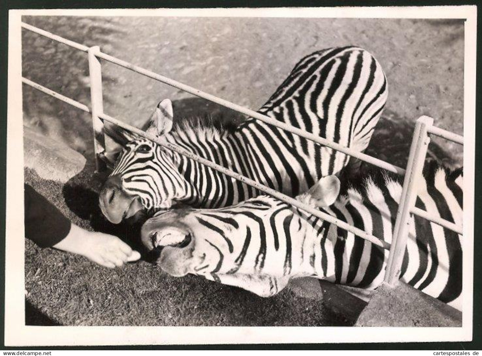 Fotografie Hand Füttert Zebras In Gehege  - Otros & Sin Clasificación