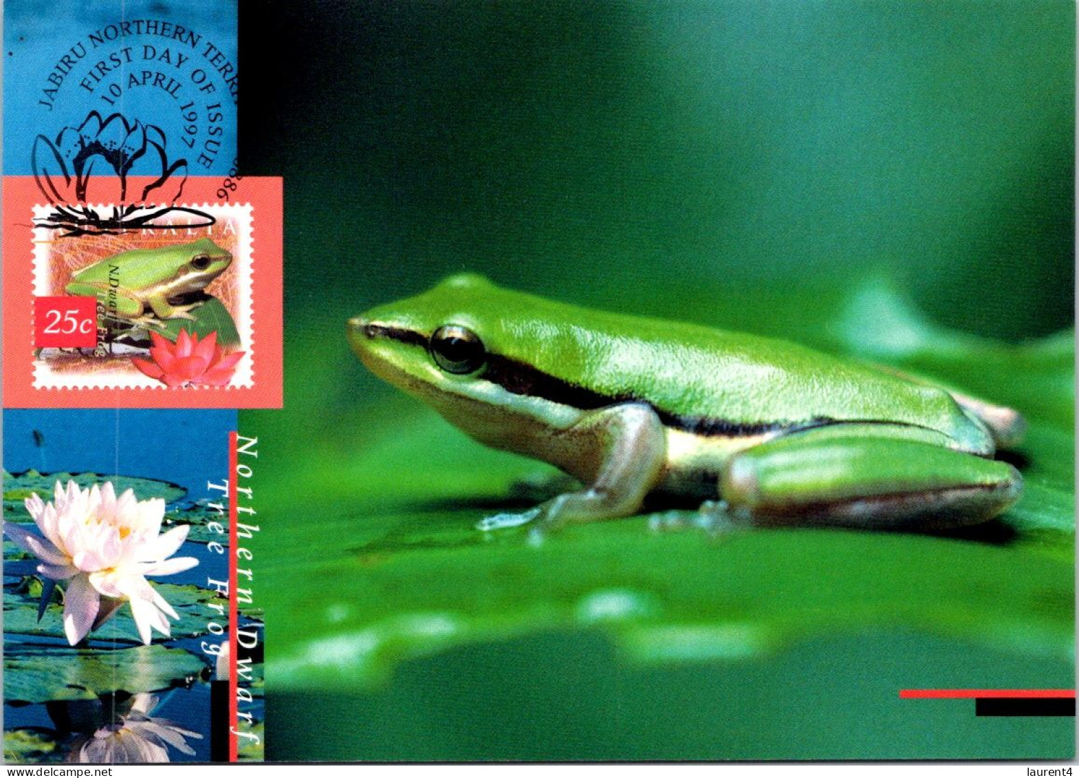 10-5-2024 (4 Z 38) Australia (1 Card) Maxicard (if Not Sold Will NOT Be Re-listed) Dwarf Tree Frog - Cartoline Maximum