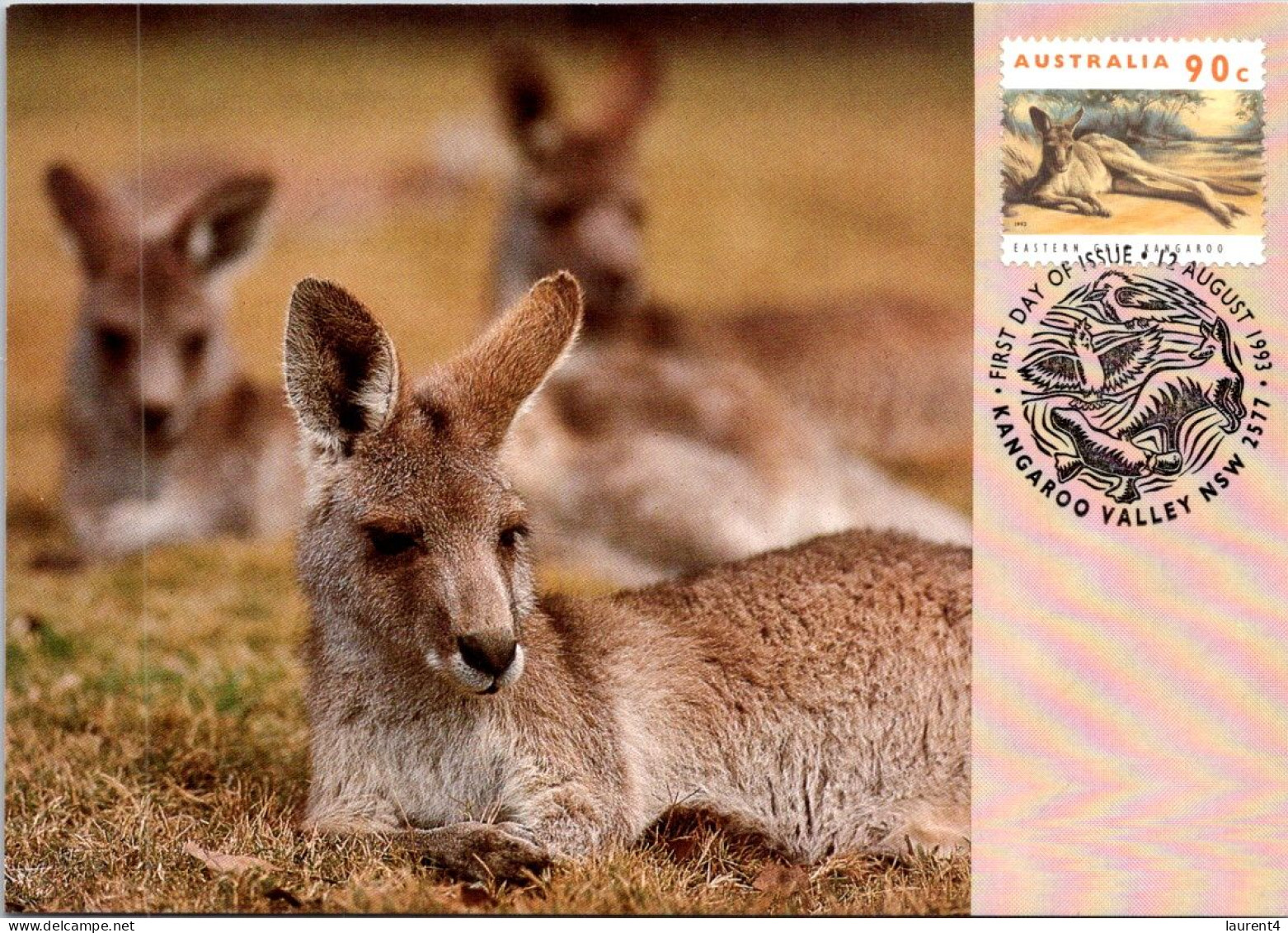 10-5-2024 (4 Z 38) Australia (1 Card) Maxicard (if Not Sold Will NOT Be Re-listed) Grey Kangaroo - Cartas Máxima