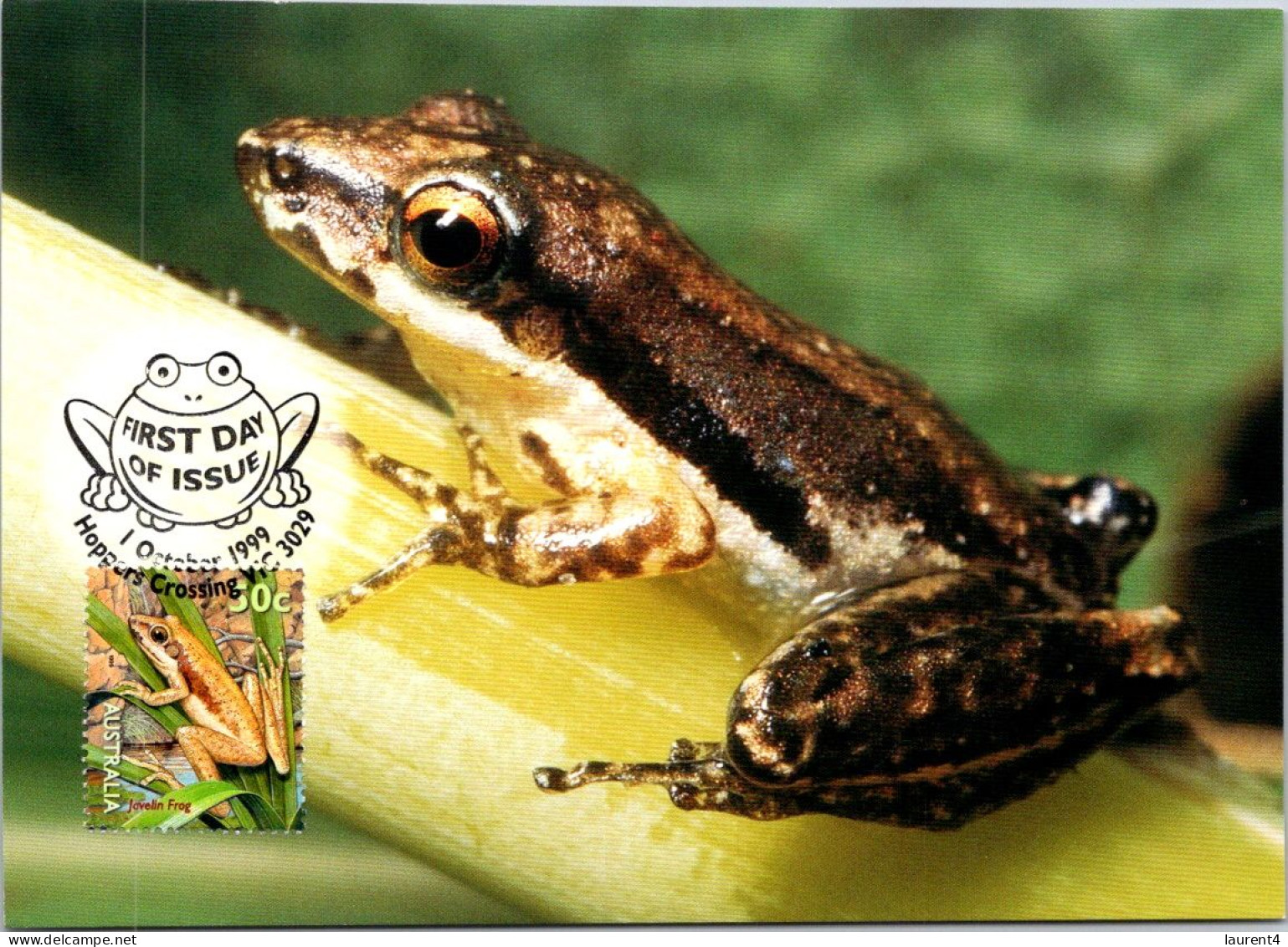 10-5-2024 (4 Z 38) Australia (1 Card) Maxicard (if Not Sold Will NOT Be Re-listed) Javelin Frog - Maximum Cards