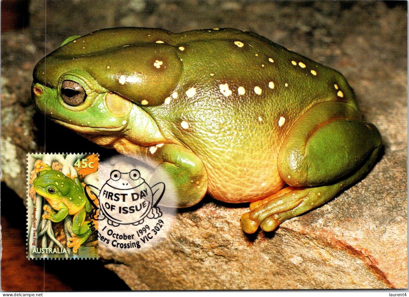 10-5-2024 (4 Z 38) Australia (1 Card) Maxicard (if Not Sold Will NOT Be Re-listed) Magnificent Tree Frog - Cartoline Maximum