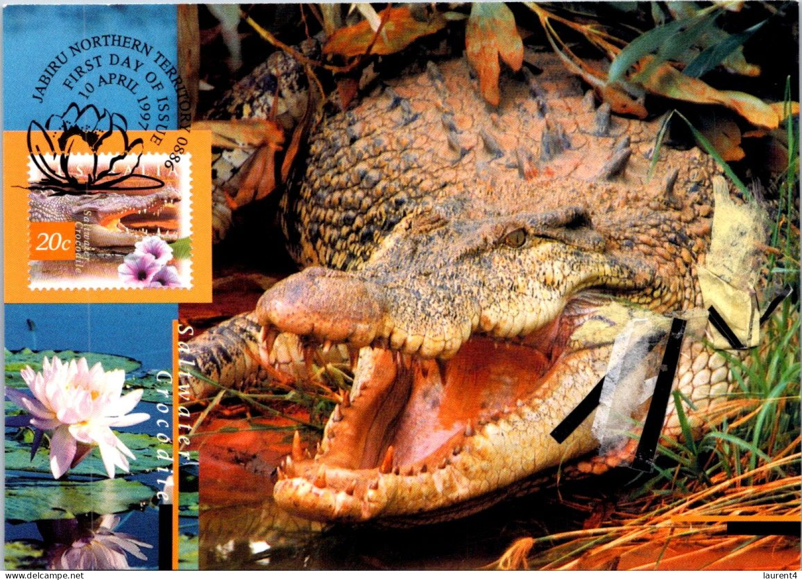 10-5-2024 (4 Z 38) Australia (1 Card) Maxicard (if Not Sold Will NOT Be Re-listed) Saltwater Crocodile - Cartas Máxima