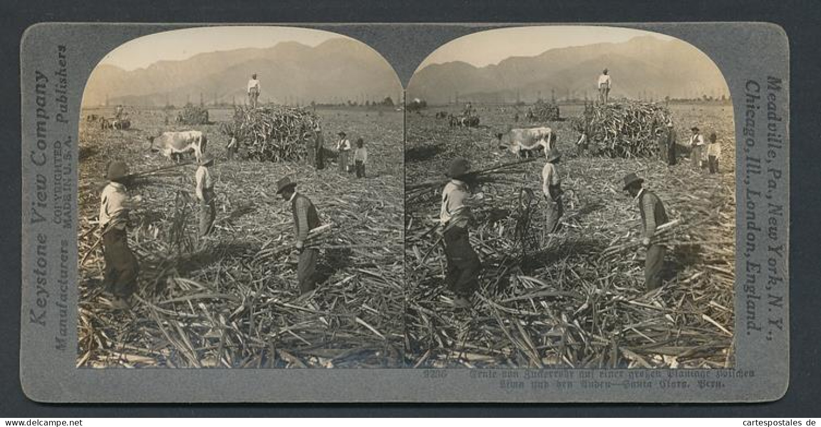Stereo-Fotografie Keystone View Company, Meadville /Pa, Ernte Von Zuckerrohr In Santa Clara, Peru  - Beroepen
