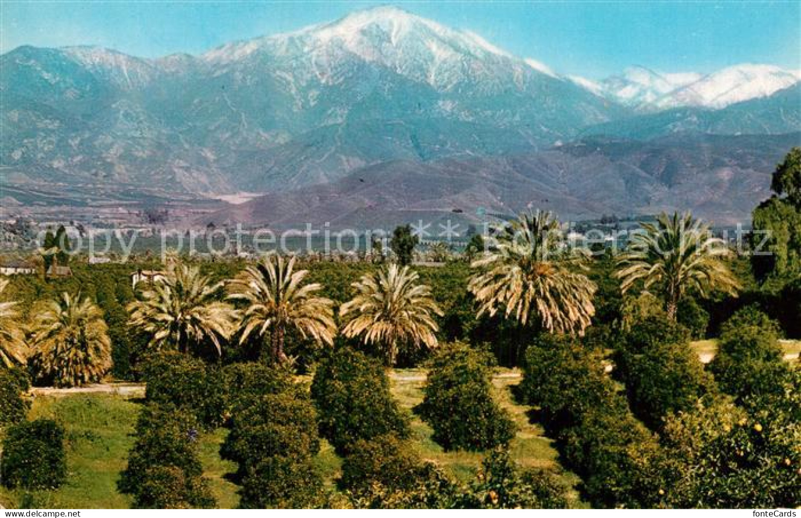73012106 Los_Angeles_California Orange Groves Snow Capped Mountains - Other & Unclassified