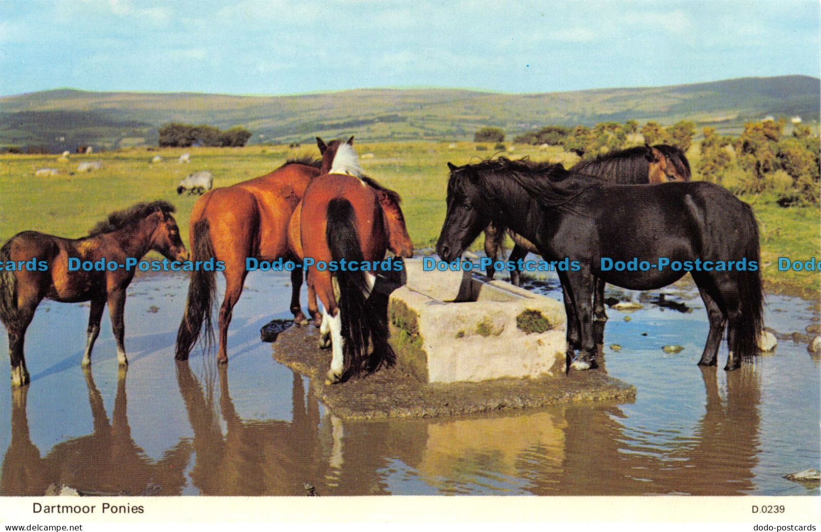 R066949 Dartmoor Ponies. Dennis - World