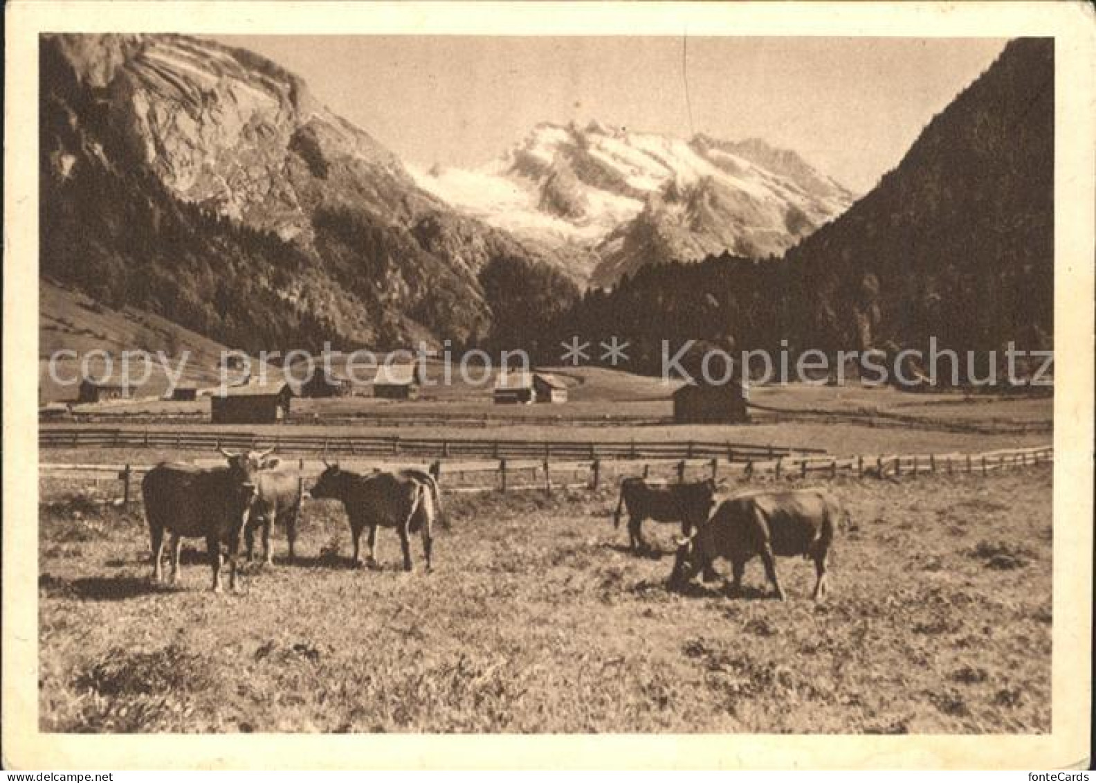 11624095 Toggenburg Obertoggenburg Unterwasser Kuehe Churfirsten - Otros & Sin Clasificación