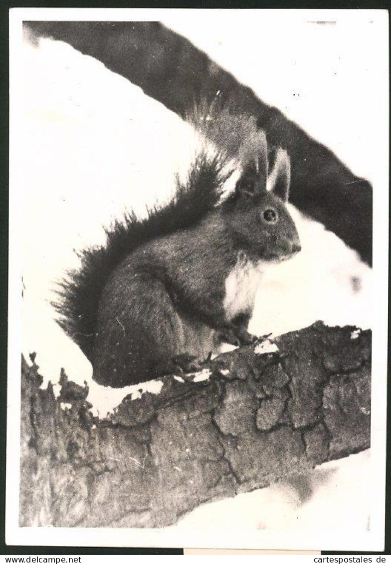 Fotografie Eichhörnchen Auf Einem Ast  - Autres & Non Classés