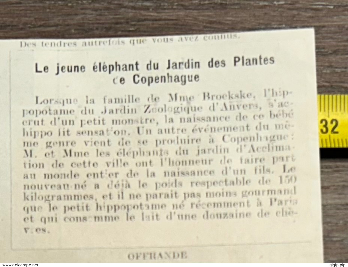 1908 PATI ÉVÉNEMENT AU JARDIN DES PLANTES DE COPENHAGUE : NAISSANCE D'UN ÉLÉPHANT - Verzamelingen