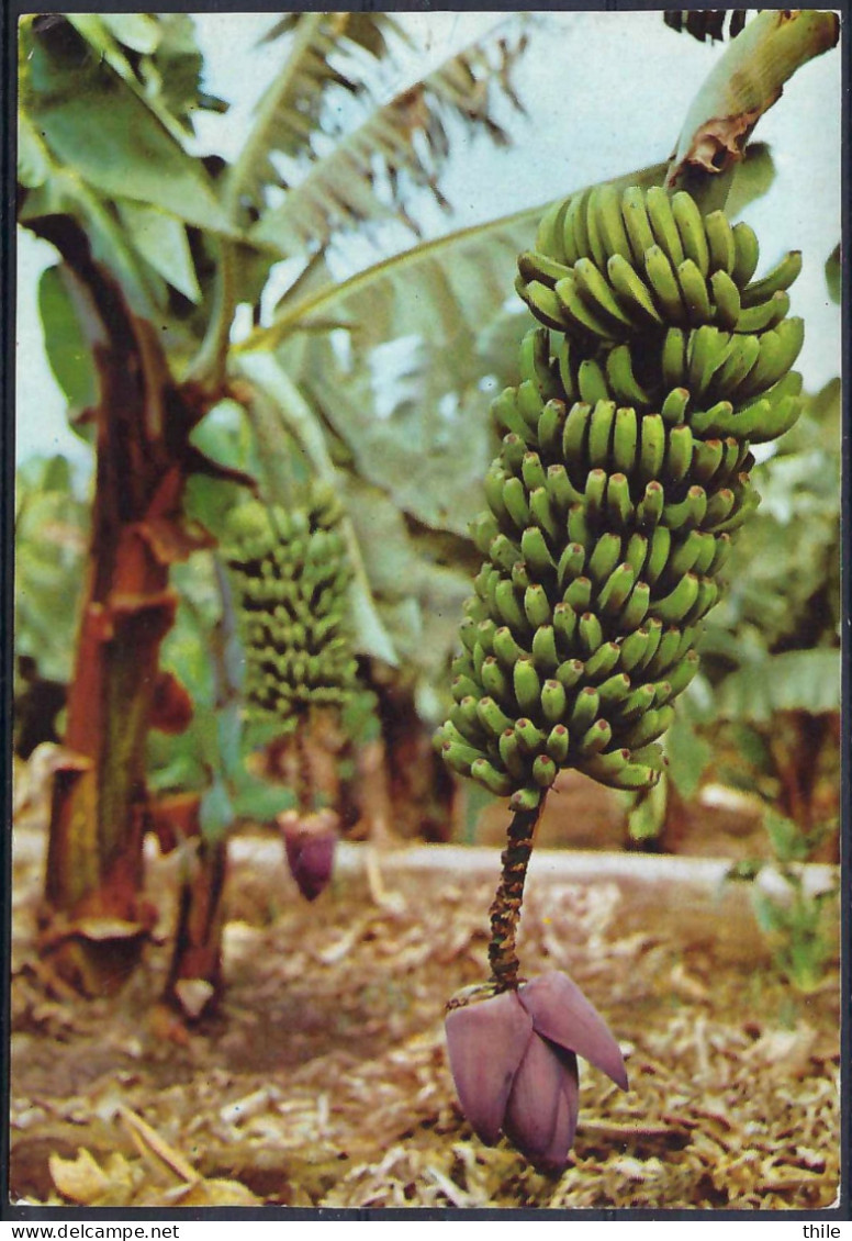 GRAN CANARIA - Racimo De Platanos - Régime De Bananes - Gran Canaria