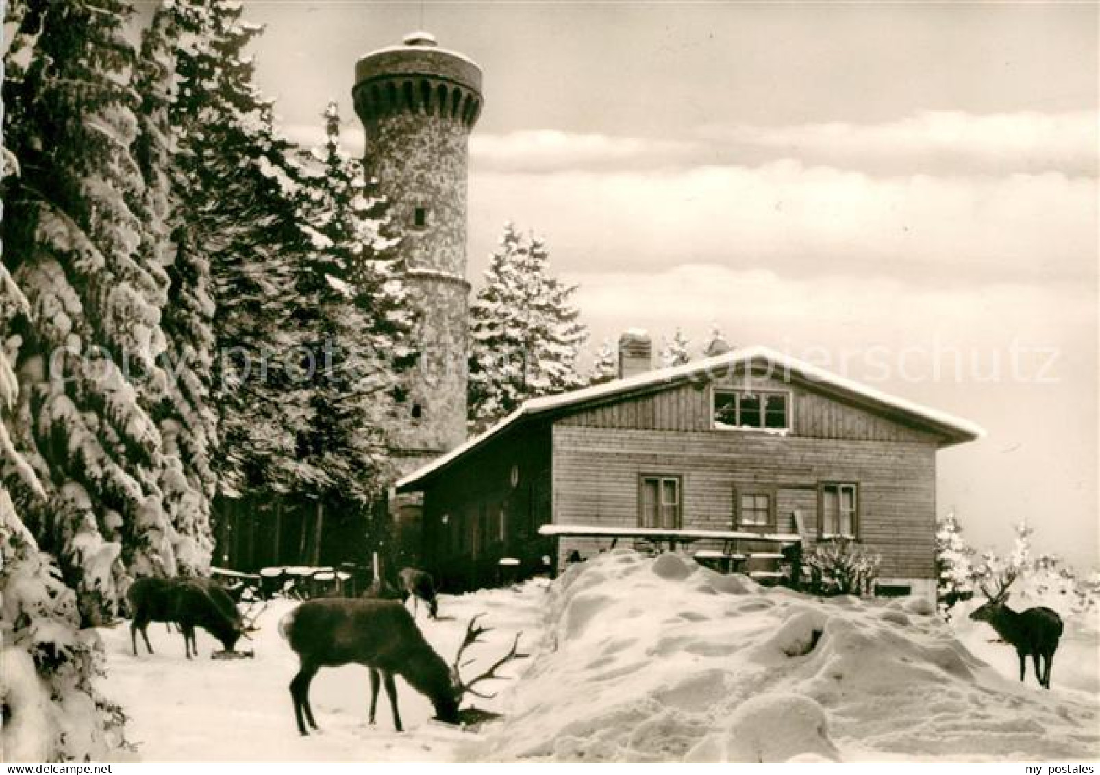 73038337 Harz Region Grosser Knollen Aussichtsturm Winterlandschaft Harz Region - Harzgerode