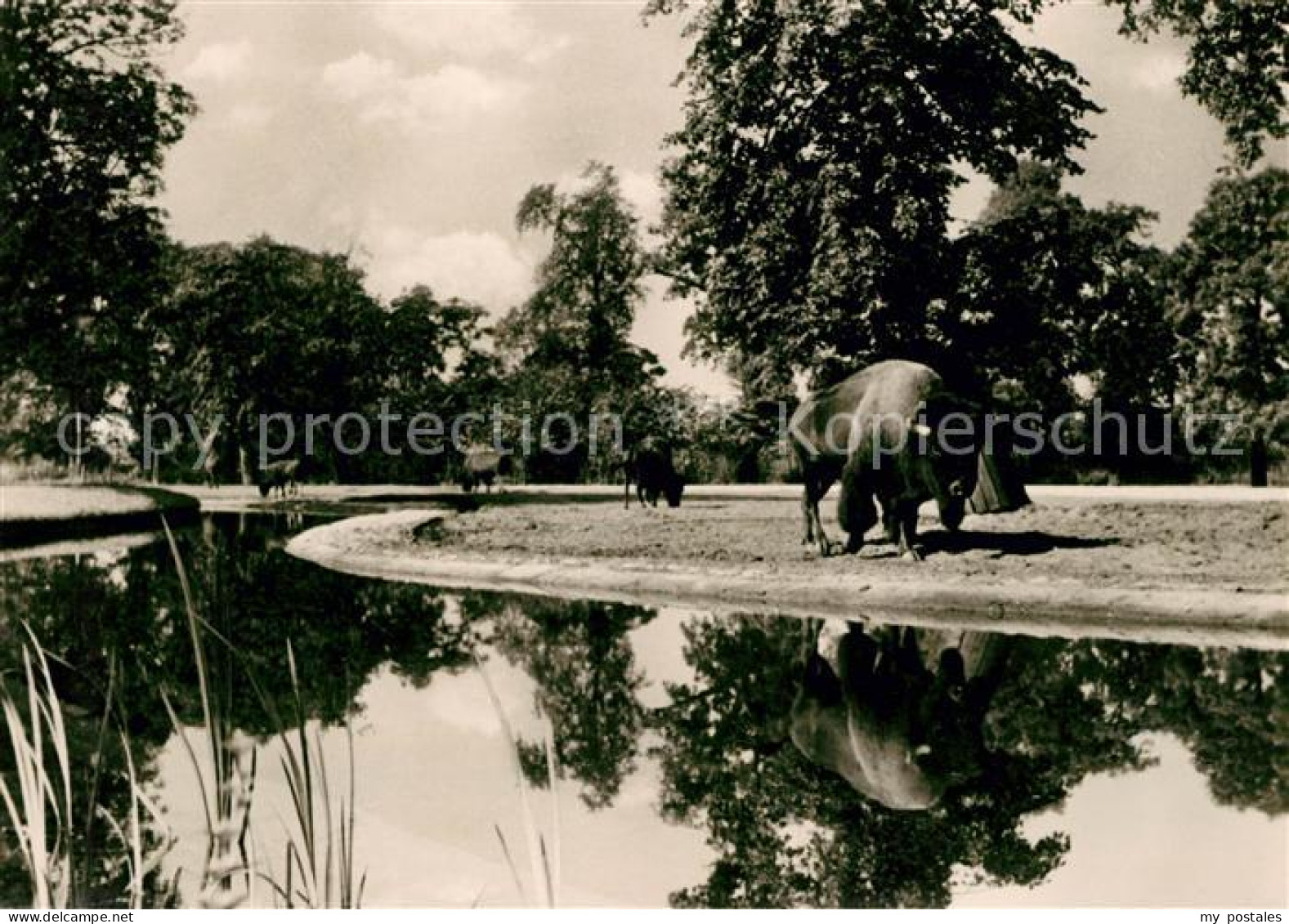 73032772 Berlin Tierpark Bison Praerie Berlin - Andere & Zonder Classificatie