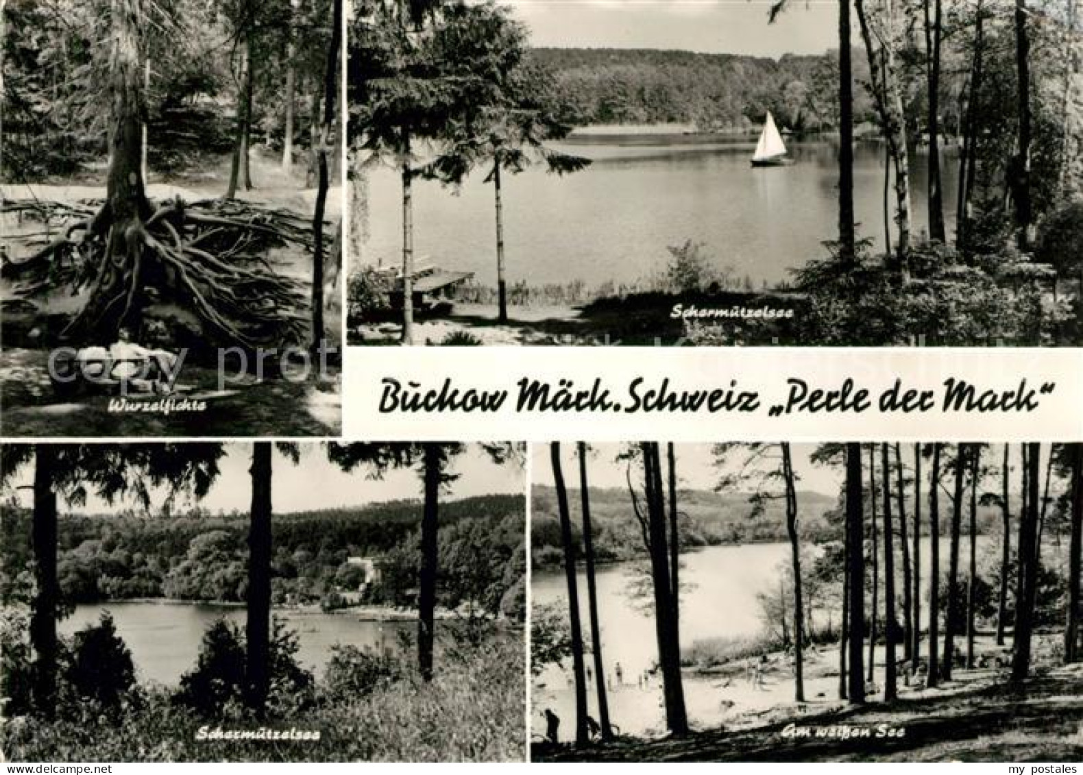 73032507 Buckow Maerkische Schweiz Wurzelfichte Scharmuetzelsee Am Weissen See B - Other & Unclassified