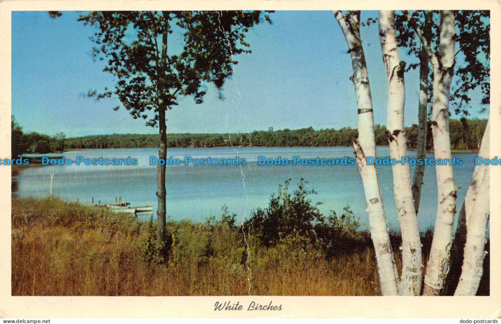 R073411 White Birches. 1964 - World