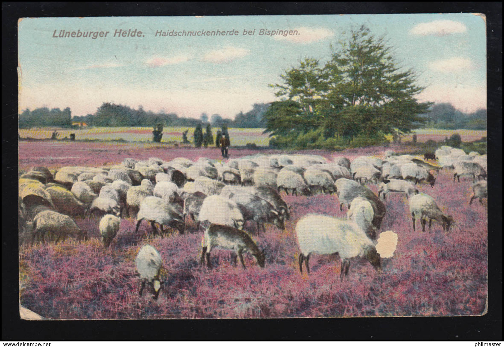 Tiere-AK Lüneburger Heide: Heidschnuckenherde Bei Bispingen, HAMBURG 30.9.1912 - Sonstige & Ohne Zuordnung