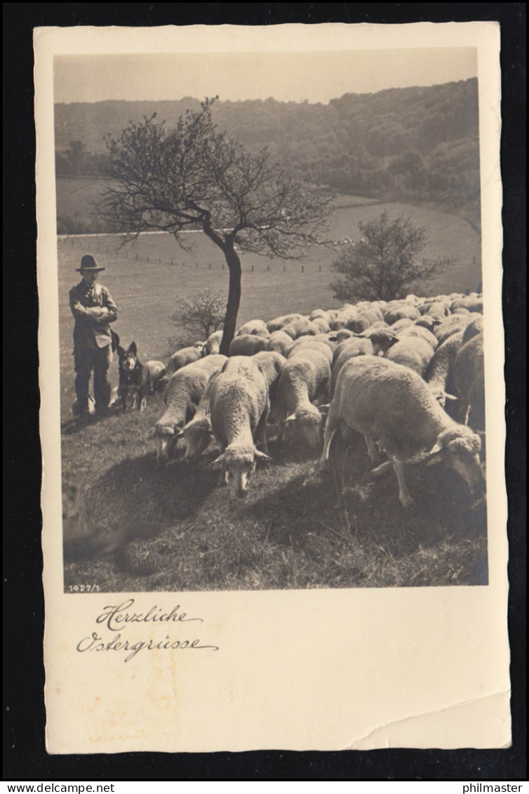 Tiere-AK Foto: Hirte Mit Schafen Und Hund, DRAMBURG 10.4.1936 (Bug) - Andere & Zonder Classificatie