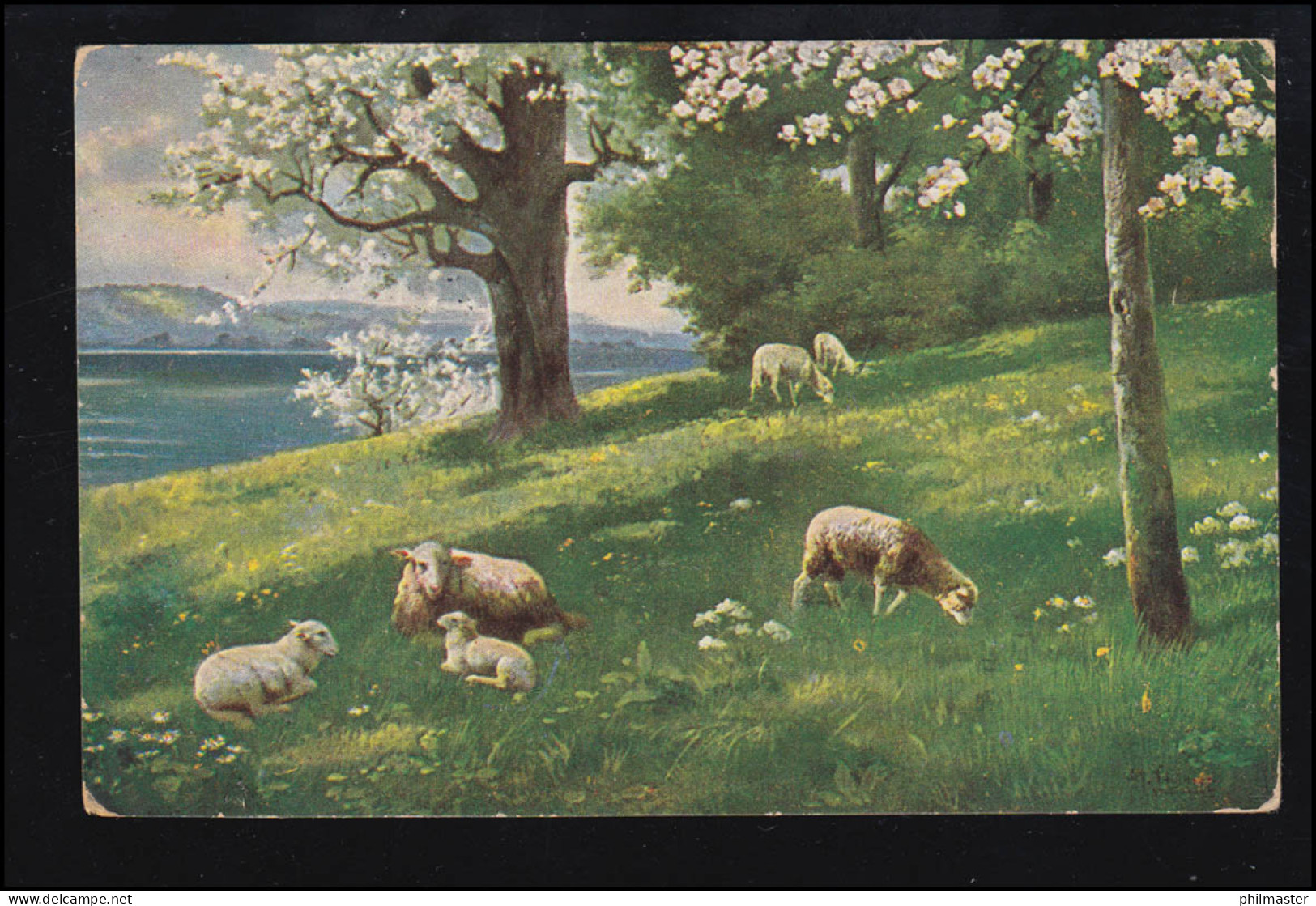 Tiere-AK Schafe Und Lämmer Auf Der Wiese, BERLIN-WILMERSDORF 11.5.1915 - Sonstige & Ohne Zuordnung