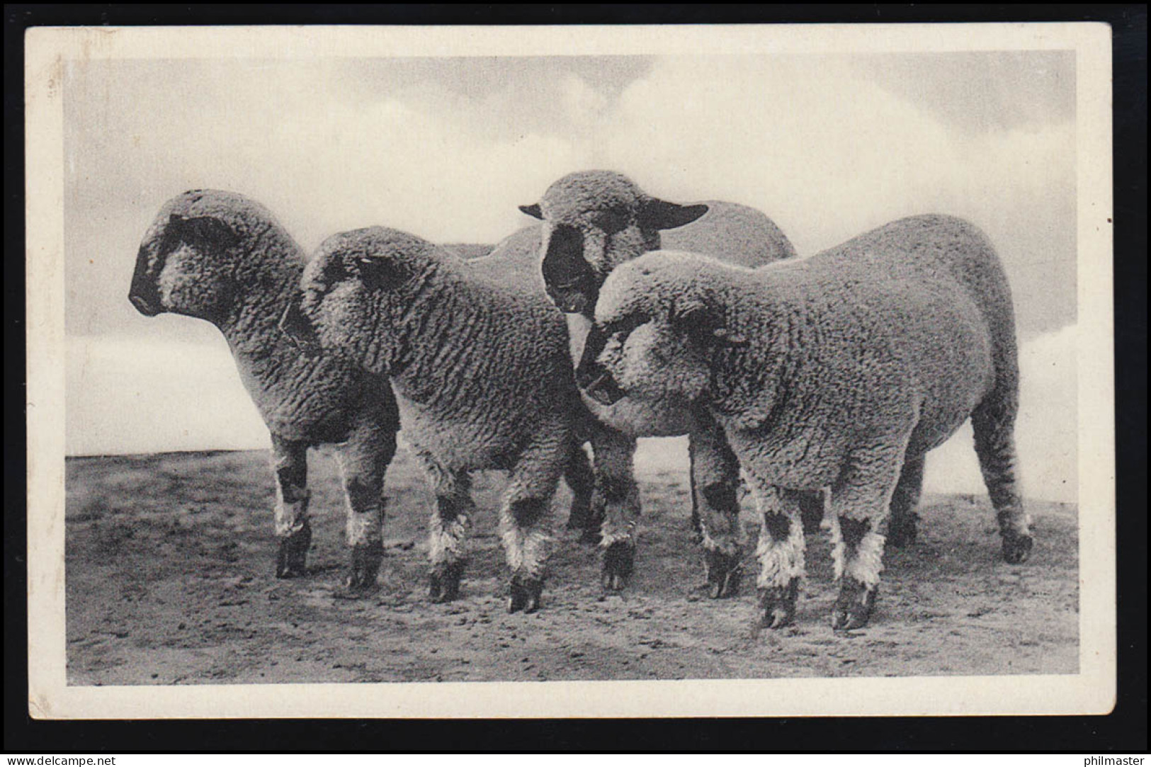 Tiere-AK J. Gruß Von Der D.L.G. Ausstellung - Vier Schafe, Ungebraucht - Sonstige & Ohne Zuordnung