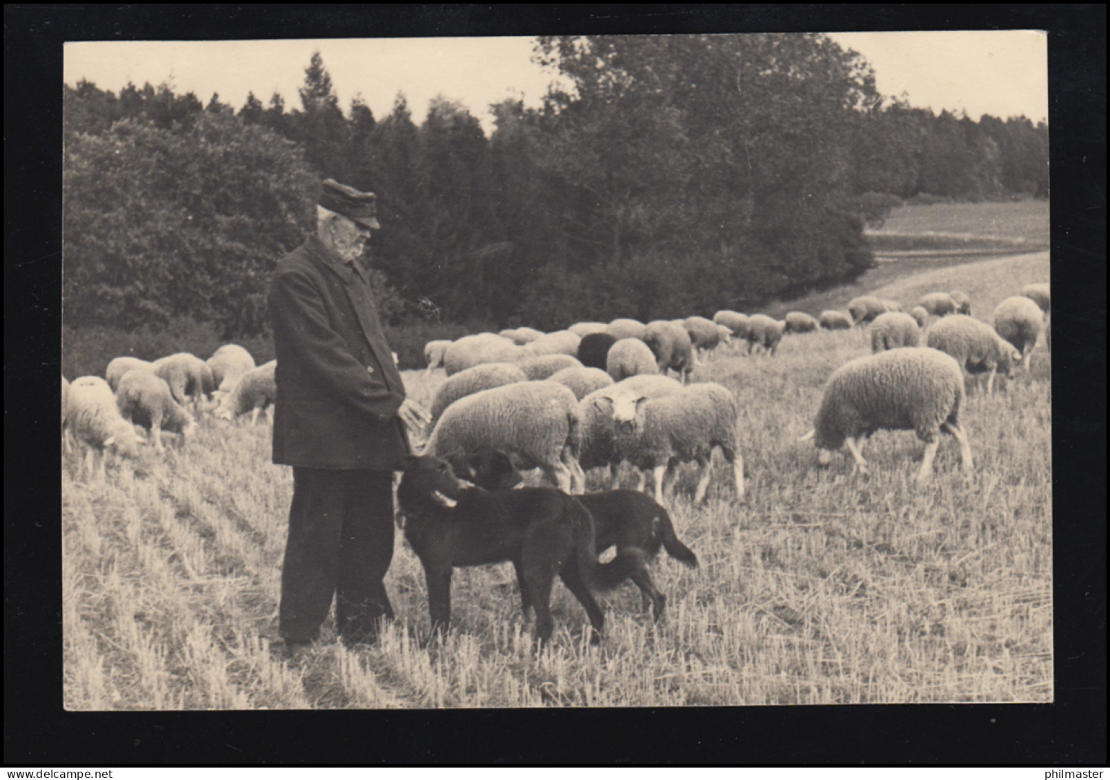 Tiere-AK Foto Um 1960: Schäfer Mit Hunden Und Seiner Schafherde, Ungebraucht - Autres & Non Classés