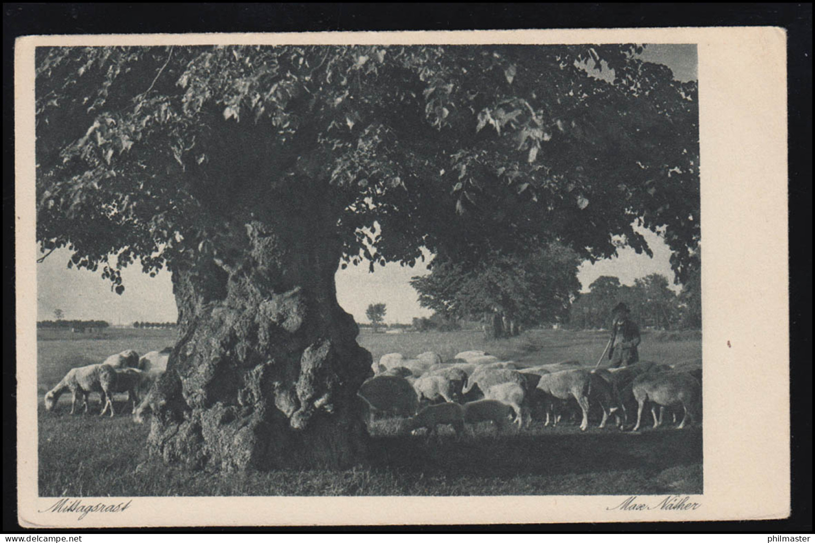 Tiere-AK Mittagsrast: Schäfer Mit Herde Im Schatten Einer Eiche, GMÜND 25.7.1932 - Otros & Sin Clasificación